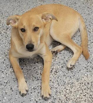 Sammy -  Labrador Retriever and Mixed Breed Dog for Adoption in Kemp, Texas - Sammy | PetCurious