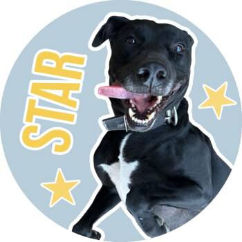 Star -  Black Labrador Retriever Dog for Adoption in Fort Worth, Texas - Star | PetCurious