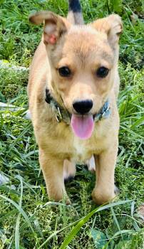 Rescue Mixed Breed Dogs for Adoption in Plattsmouth, Nebraska - Rico | PetCurious