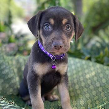 Shepherd and Hound Dogs Available for Adoption in San Diego, California - Africa Pup - Tome | PetCurious