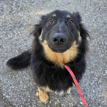June -  Cattle Dog and Mixed Breed Dog for Adoption in Pacifica, California - June | PetCurious