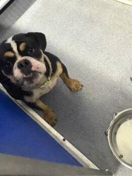 Mixed Breed Dogs Available for Adoption in West Chester, Pennsylvania - Ms. Bubba | PetCurious