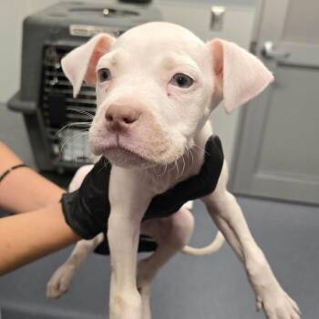 Salt -  Mixed Breed Dog for Adoption in Saint Joseph, Missouri - Salt | PetCurious