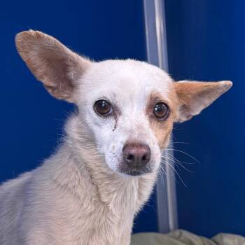 Mammas -  Mixed Breed Dog for Adoption in Las Cruces, New Mexico - Mammas | PetCurious