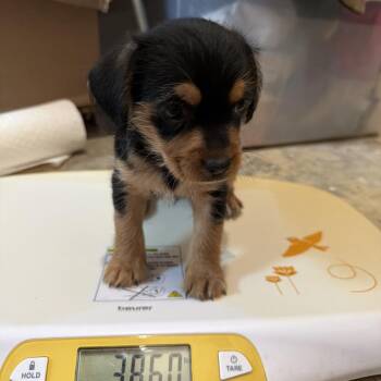 Conroe Puppy 2 -  Chihuahua and Terrier Dog for Adoption in Montgomery, Texas - Conroe Puppy 2 | PetCurious