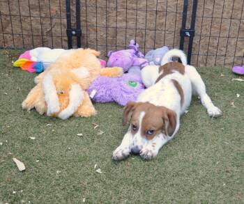 Rescue English Springer Spaniel and Labrador Retriever Dogs for Adoption in Apache Junction, Arizona - Thunder | PetCurious