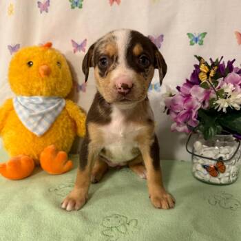 Catahoula Leopard Dog Dogs Available for Adoption - Scholly | PetCurious