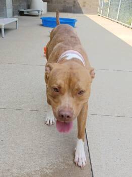 Silver -  American Staffordshire Terrier Dog for Adoption in Kalamazoo, Michigan - Silver | PetCurious