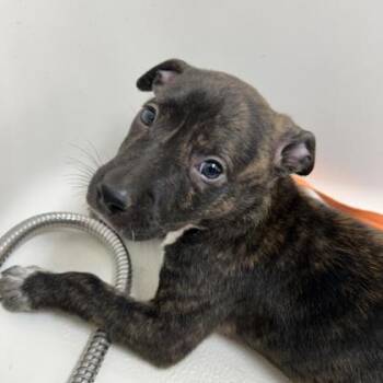 Miley -  Terrier and Boxer Dog for Adoption in East Brookfield, Massachusetts - Miley | PetCurious
