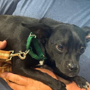 Alfie -  Chihuahua Dog for Adoption in Winston-salem, North Carolina - Alfie | PetCurious