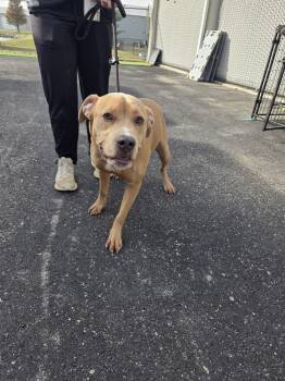 Rescue Cane Corso and Pit Bull Terrier Dogs for Adoption in Evansville, Indiana - Kacey | PetCurious