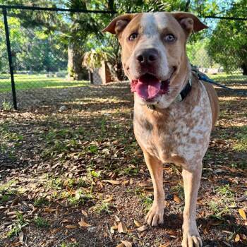 Friskies -  Cattle Dog and Mixed Breed Dog for Adoption in Savannah, Georgia - Friskies | PetCurious