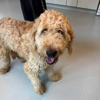 Mixed Breed Dogs Available for Adoption in Huntington, West Virginia - Caesar | PetCurious