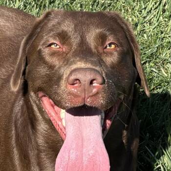 Thor - Foster or Adopter -  Labrador Retriever Dog for Adoption in San Francisco, California - Thor - Foster Or Adopter | PetCurious