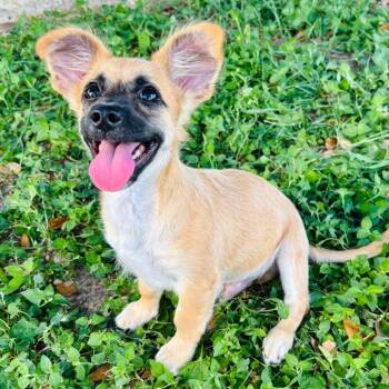 Gerard 26-07-137 -  Chihuahua and Mixed Breed Dog for Adoption in Bastrop, Texas - Gerard 26-07-137 | PetCurious