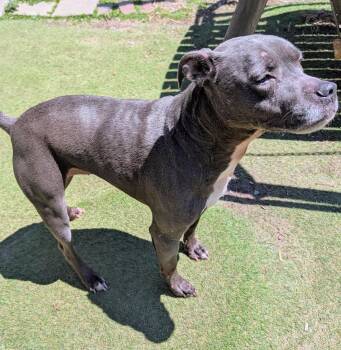 Pit Bull Terrier Dogs Available for Adoption in Homer Glen, Illinois - Aurora | PetCurious