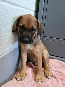 BEAUMONT -  German Shepherd Dog and Mixed Breed Dog for Adoption in Corpus Christi, Texas - BEAUMONT | PetCurious