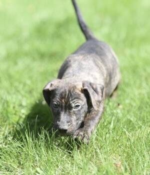 Pit Bull Terrier Dogs Available for Adoption in Mechanicsburg, Pennsylvania - Parker | PetCurious