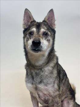 Rescue Shiba Inu Dogs for Adoption in Hayward, California - HARLEY | PetCurious