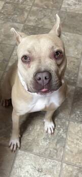 Rescue American Staffordshire Terrier and Mixed Breed Dogs for Adoption in Columbia, South Carolina - Nova | PetCurious