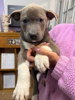 Mixed Breed Dogs Available for Adoption in West Chester, Pennsylvania - Paws | PetCurious