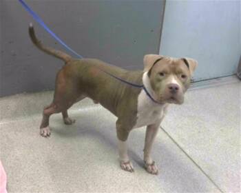BLAZE -  American Staffordshire Terrier Dog for Adoption in Tallahassee, Florida - BLAZE | PetCurious