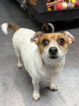 Shadow -  Chihuahua and Dachshund Dog for Adoption in Delhi, New York - Shadow | PetCurious