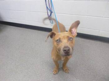 LANDYN -  Pit Bull Terrier and Mixed Breed Dog for Adoption in Kalamazoo, Michigan - LANDYN | PetCurious