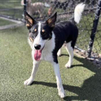 Border Collie and Mixed Breed Dogs Available for Adoption in Wadena, Minnesota - Kira | PetCurious