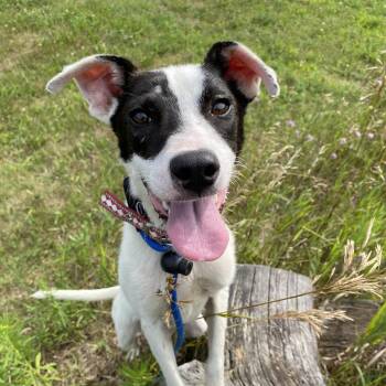 Dug -  Terrier Dog for Adoption in Allegan, Michigan - Dug | PetCurious