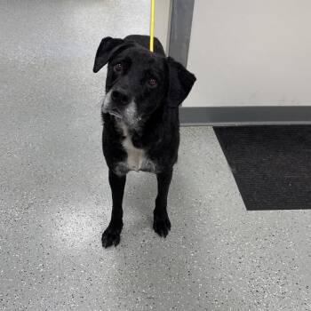 Sammy -  Black Labrador Retriever Dog for Adoption in Galax, Virginia - Sammy | PetCurious