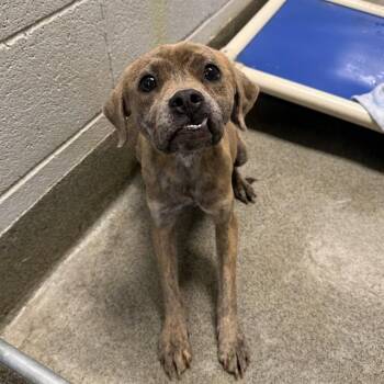 RHONDA -  Plott Hound and Mixed Breed Dog for Adoption - RHONDA | PetCurious