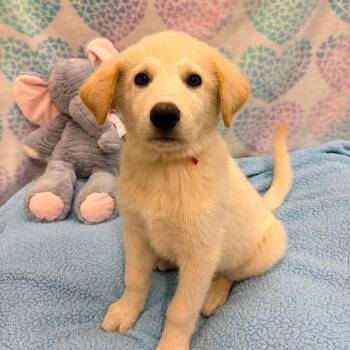 Rolly -  Labrador Retriever Dog for Adoption in Dandridge, Tennessee - Rolly | PetCurious