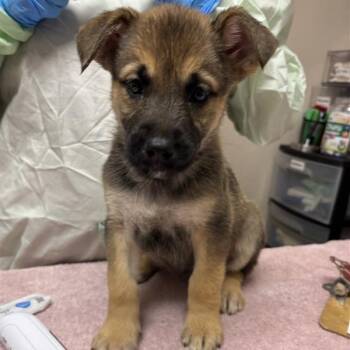 Teresa -  German Shepherd Dog Dog for Adoption in Tempe, Arizona - Teresa | PetCurious
