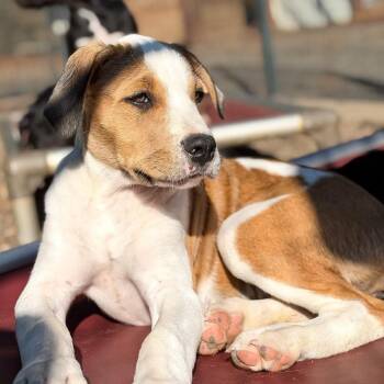 Blossom -  Pit Bull Terrier and Rottweiler Dog for Adoption in Portland, Oregon - Blossom | PetCurious