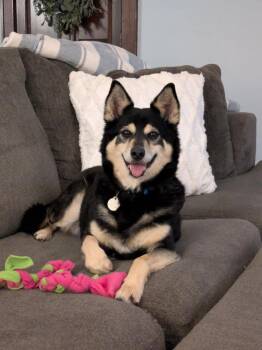 Rescue Mixed Breed Dogs for Adoption in De Pere, Wisconsin - Jose | PetCurious