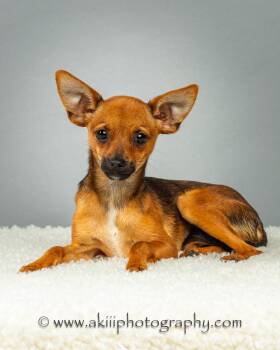 Tony - Puppy -  Chihuahua Dog for Adoption in Plano, Texas - Tony - Puppy | PetCurious