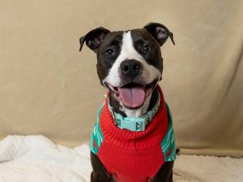 Pit Bull Terrier and Mixed Breed Dogs Available for Adoption - NACHO | PetCurious