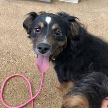 Oreo -  Mixed Breed Dog for Adoption in Skokie, Illinois - Oreo | PetCurious