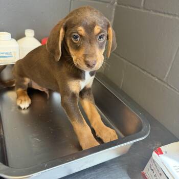 Labrador Retriever and Hound Dogs Available for Adoption in Tuscaloosa, Alabama - TUSC-Stray-84256_2 | PetCurious