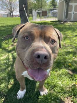 Pit Bull Terrier Dogs Available for Adoption in Springfield, Illinois - Tank | PetCurious