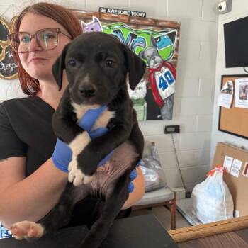 Jordan -  Mixed Breed Dog for Adoption in Wappingers Falls, New York - Jordan | PetCurious