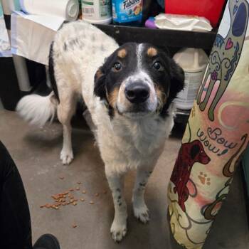 Rescue Border Collie and Mixed Breed Dogs for Adoption in Graham, Texas - Hei Hei | PetCurious