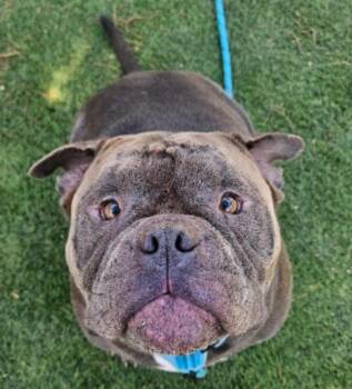 Marcus -  American Bulldog Dog for Adoption in Sedalia, Colorado - Marcus | PetCurious