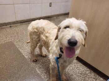 Goldendoodle Dogs Available for Adoption in Salisbury, North Carolina - Molly   | PetCurious