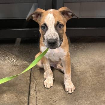 Donatello -  Mastiff and Shepherd Dog for Adoption in Tampa, Florida - Donatello | PetCurious