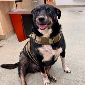 Athena Mae -  Mixed Breed Dog for Adoption in Wantagh, New York - Athena Mae | PetCurious