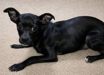 Raven -  Mixed Breed Dog Available for Adoption in Fort Stockton, Texas - Raven | PetCurious