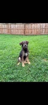 Mike N. Ike -  Schnauzer and Shepherd Dog for Adoption in Milton, Georgia - Mike N. Ike | PetCurious