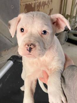 Pit Bull Terrier Dogs Available for Adoption - Penny | PetCurious